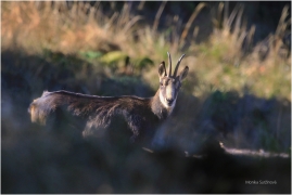 <p>KAMZÍK HORSKÝ (Rupicapra rupicapra) Lužické hory, Studenec ---- /Chamois - Gämse/</p>